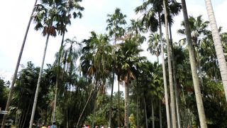 ジャカルタから日帰りで行ける広大な植物園