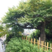 屋根の間から見える宇治橋