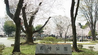 桜の木が見事でした