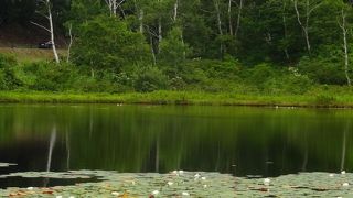 美しい花々が咲いています
