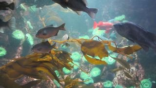 かわいいイルカショー