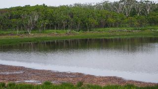 侵食されたミズナラ