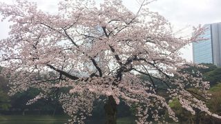 都心のオアシス