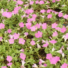 朝顔に似いているね