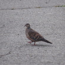 キジバトがお出迎えです。
