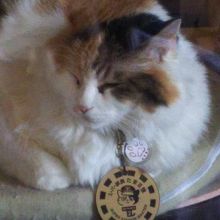 貴志駅でニタマに会えました。