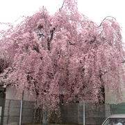 枝垂桜が見事なお寺です。