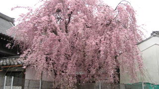 枝垂桜が見事なお寺です。