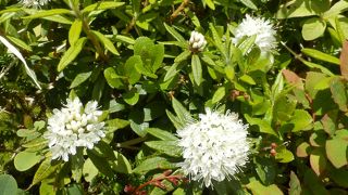 安達太郎山(2) で始めて出あった花ミネズオウとイソツツジ