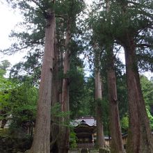 老杉がそびえ立っている奥に門が見えます