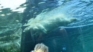 泳ぐ白くまを間近に見られる動物園