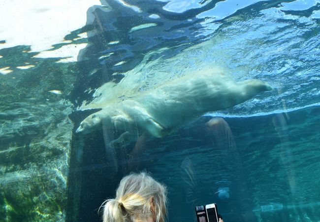 泳ぐ白くまを間近に見られる動物園