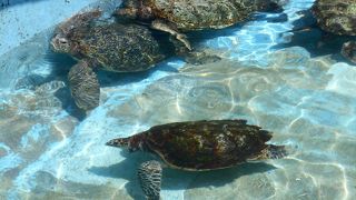 ウミガメが沢山