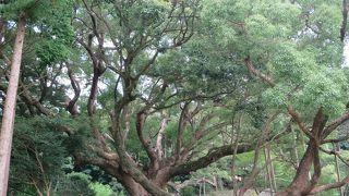 一本の木なのに森のように見えるから付いた名前