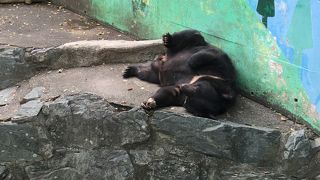 こじんまりとした動物園