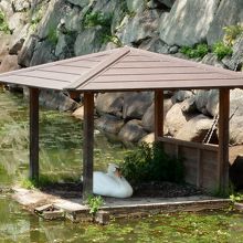 白鳥が休んでいました