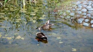 白鳥や鴨がいました