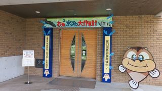 珍しい汽水や淡水の魚たちに会える