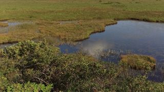 ハート型の八島湿原