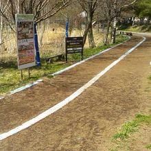 湖畔には遊歩道があります。