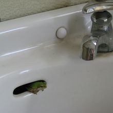 トイレの手洗い場に居たカエル