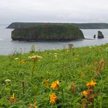 エゾカンゾウとアゼチ岬