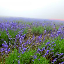 あいにくのお天気でした