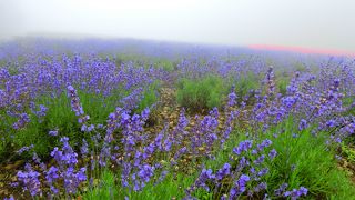 避暑地のラベンダー園