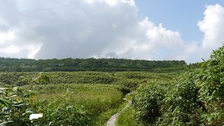 道路からも見られる湿原