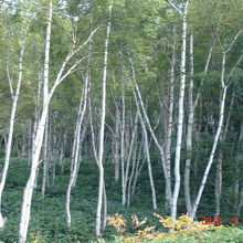 志賀高原自然歩道の白樺林 