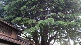 谷中のシンボル的な木