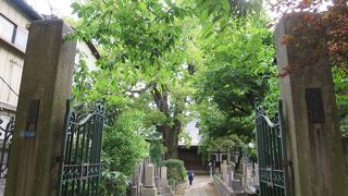 クスノキ＆高橋泥舟墓