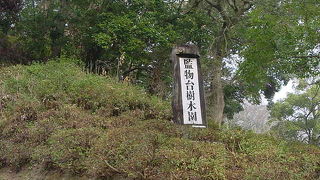 緑豊かなエリアです