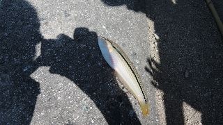 実は釣りもできる