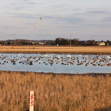 白鳥の郷の風景です。
