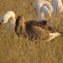 褐色の鳥がオオヒシクイです。