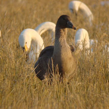 オオヒシクイはガンの仲間です。