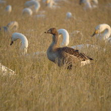 コハクチョウとオオヒシクイ