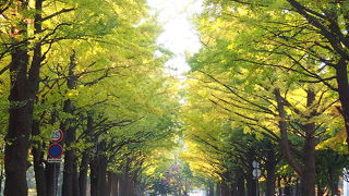 秋のイチョウ並木で散歩