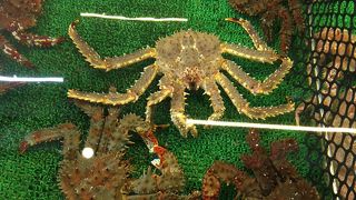 魚介類を郵送することもできます