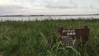 丹頂鶴とヒグマ