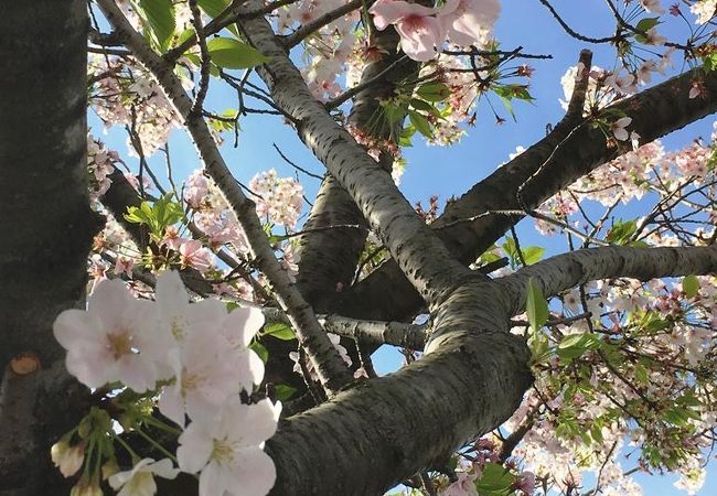 花見の穴場スポット