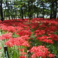 巾着田ヒガンバナ