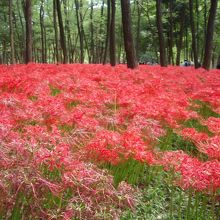 巾着田ヒガンバナ