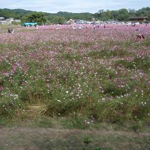 巾着田コスモス