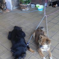 玄関に犬がいた