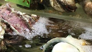 魚屋さんが面白い