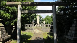 亀に乗っています