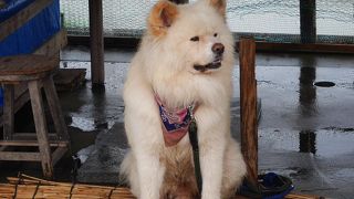 わさお君に会いに！