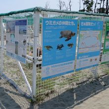 ウミガメ保護